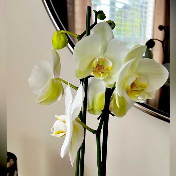 Meet your Posher, Rima - Picture 1 of 1